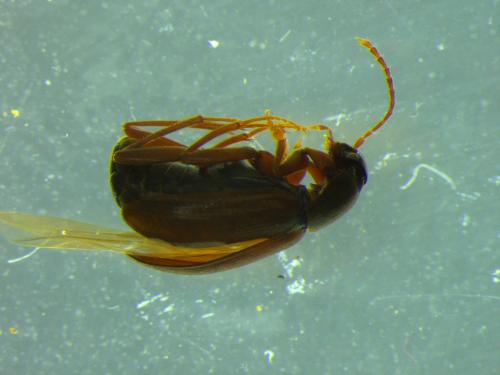 Réf. 318 888 : Choleva angustata